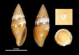 Image of Mitromorpha candeopontis Chino & Stahlschmidt 2009