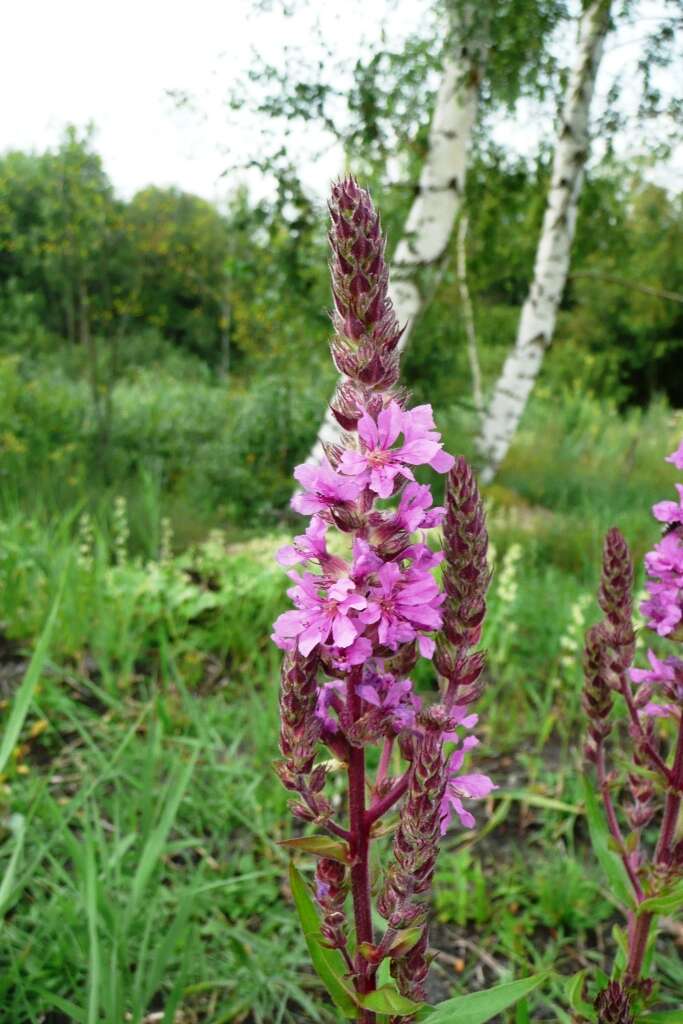 Plancia ëd Lythrum salicaria L.