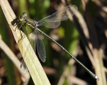 Image of Lestes temporalis Selys 1883