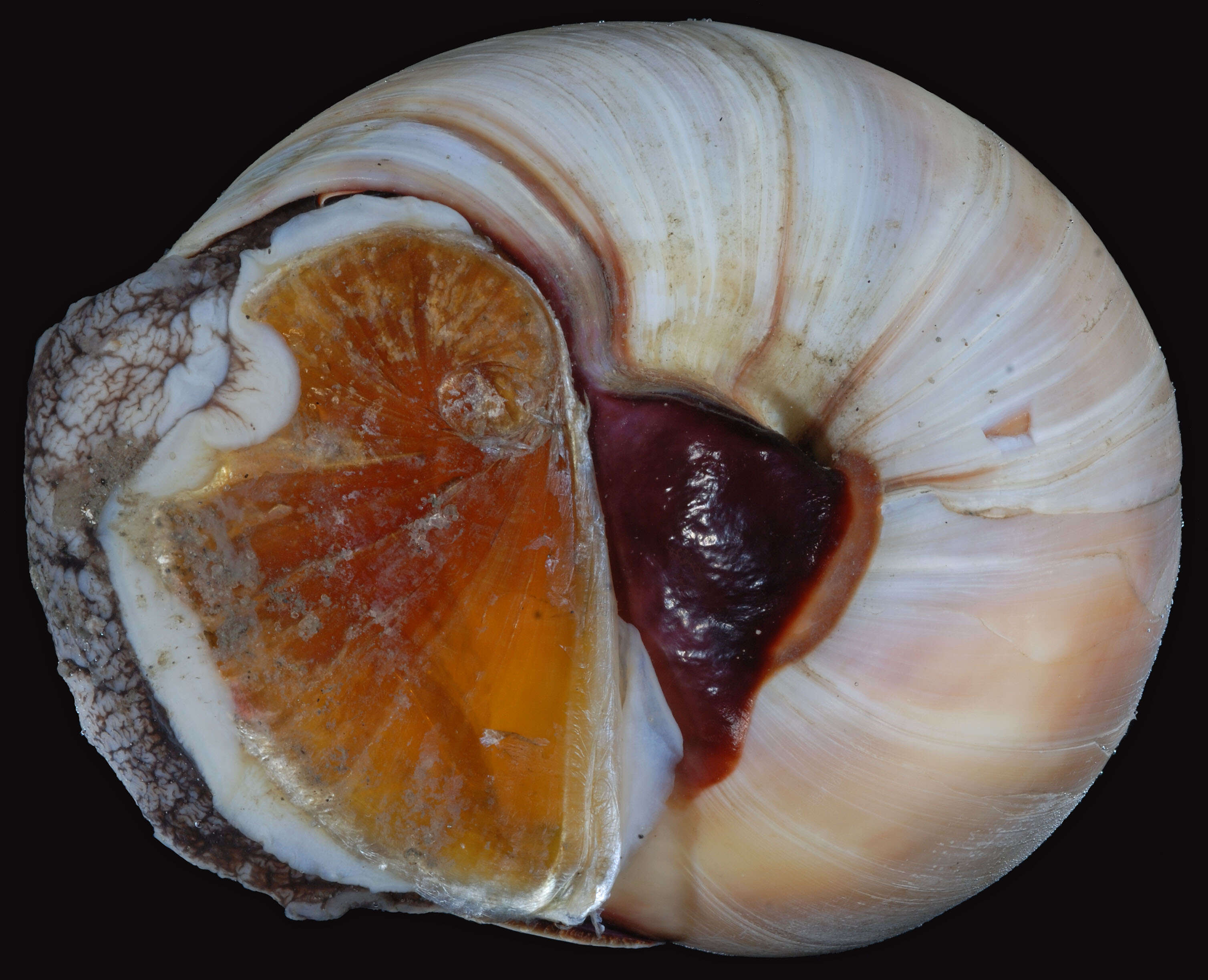 Image of lobed moonsnail