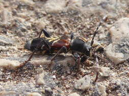 Image of grey-coated longhorn beetle