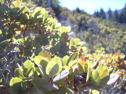 Image de Vaccinium reticulatum Sm.