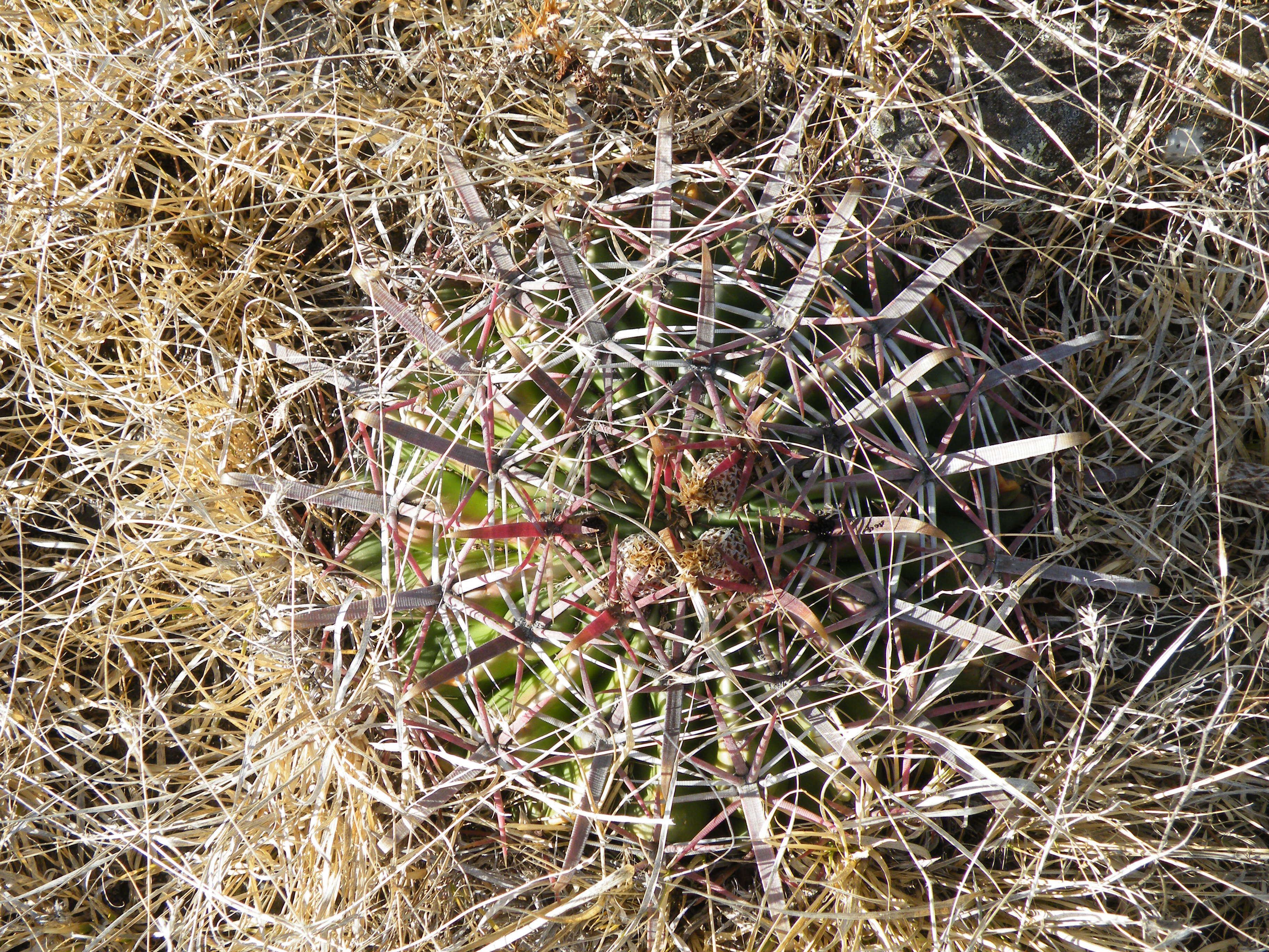 Image of Ferocactus latispinus (Haw.) Britton & Rose