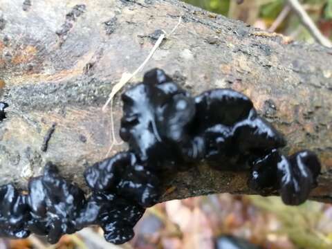 Image of Black Witches' Butter