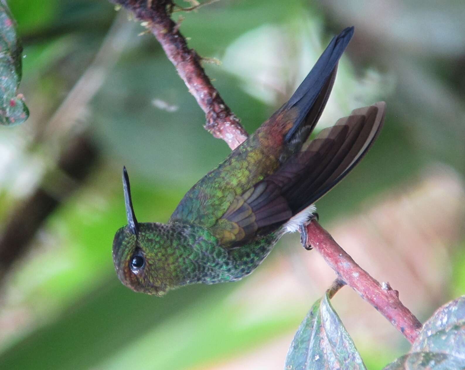 Image of pufflegs