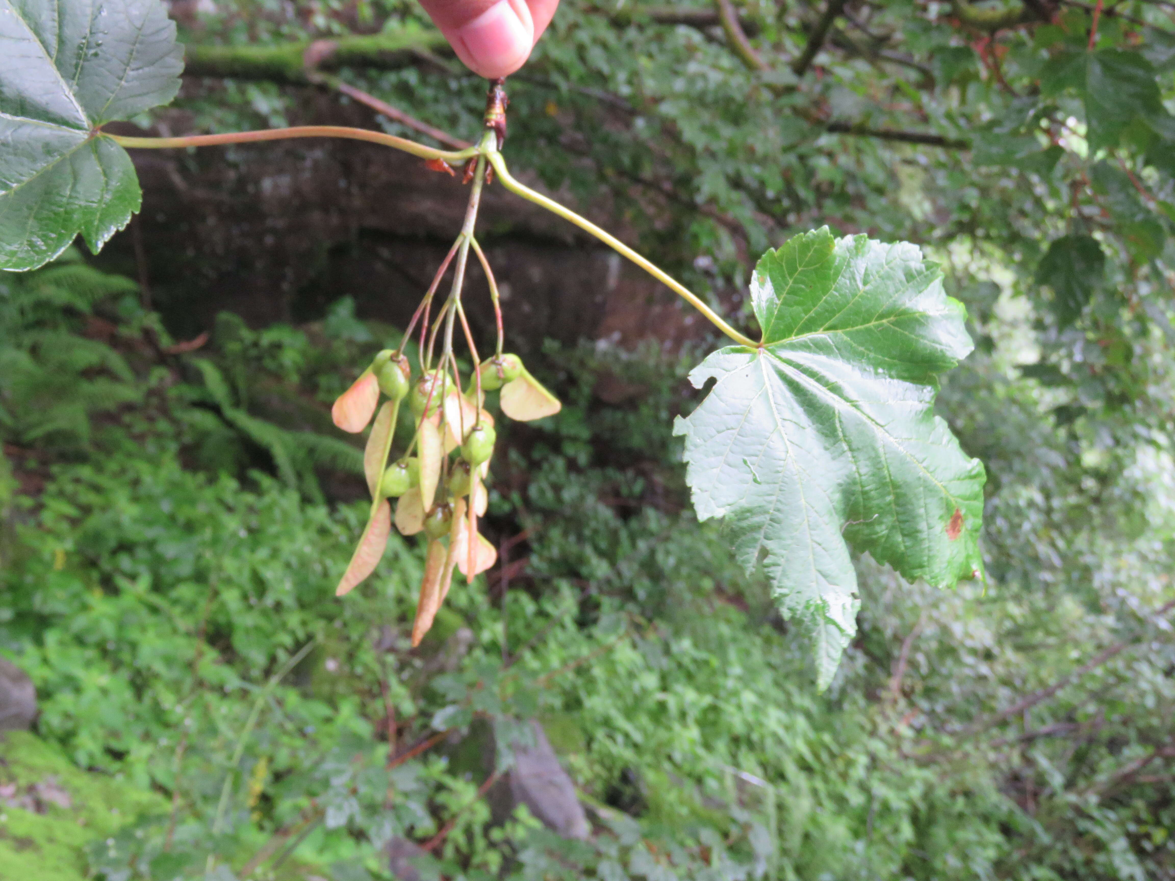 Слика од Acer acuminatum Wall. ex D. Don