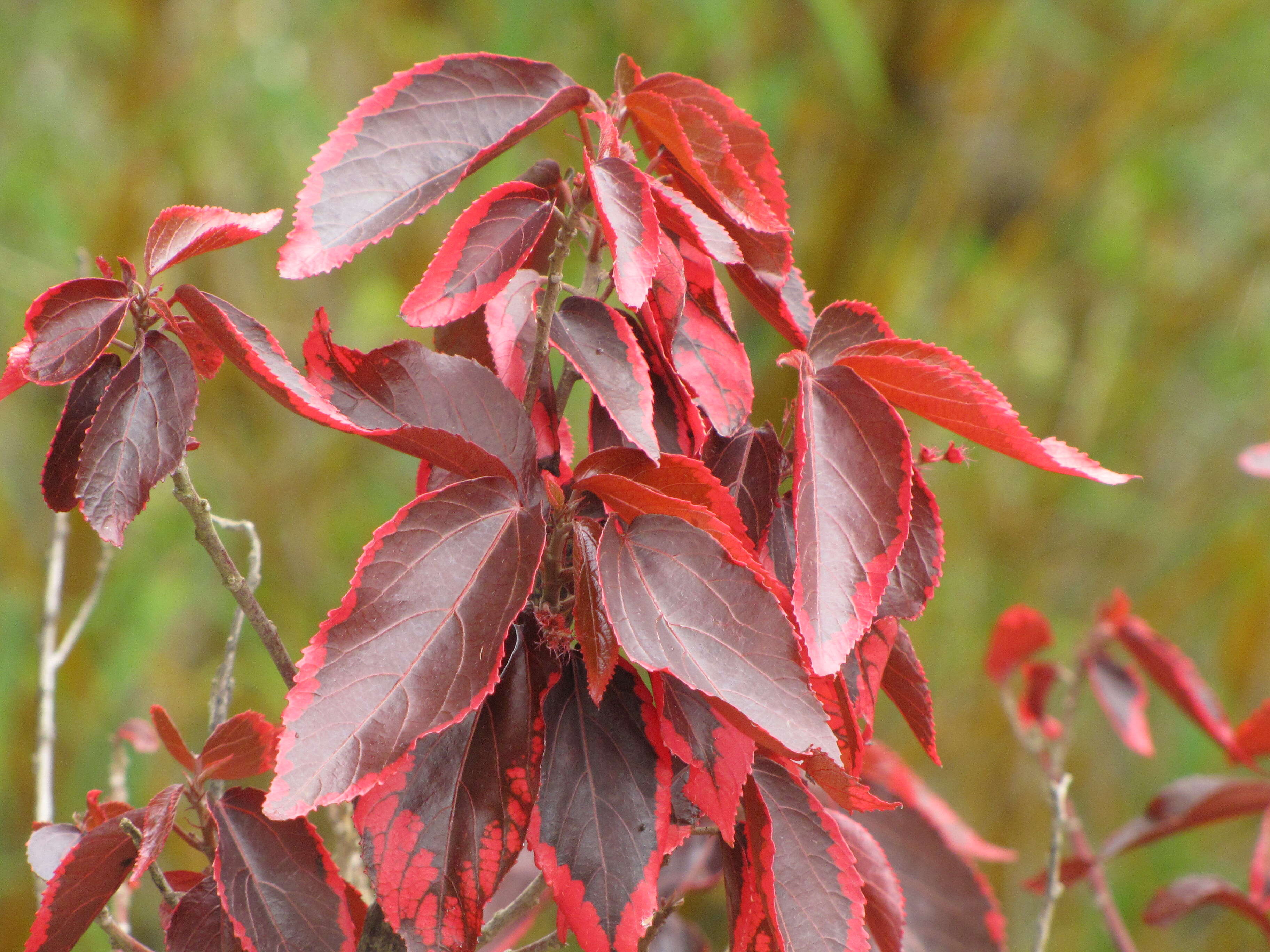 Image de Acalypha wilkesiana Müll. Arg.