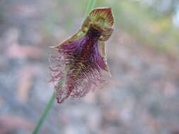 Calochilus robertsonii Benth.的圖片