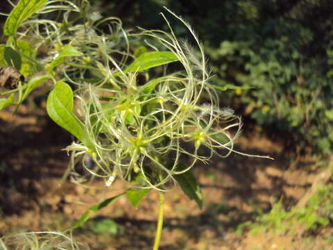 Image of Clematis javana DC.