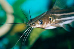 Image of Striped catfish