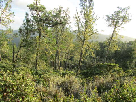 Image of knobcone pine