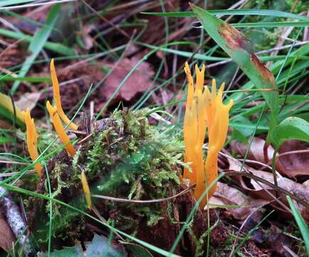 Image of Calocera viscosa (Pers.) Fr. 1821