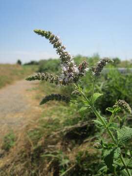 Image of Horse Mint