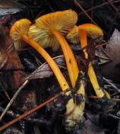 Image of Hygrocybe miniata (Fr.) P. Kumm. 1871