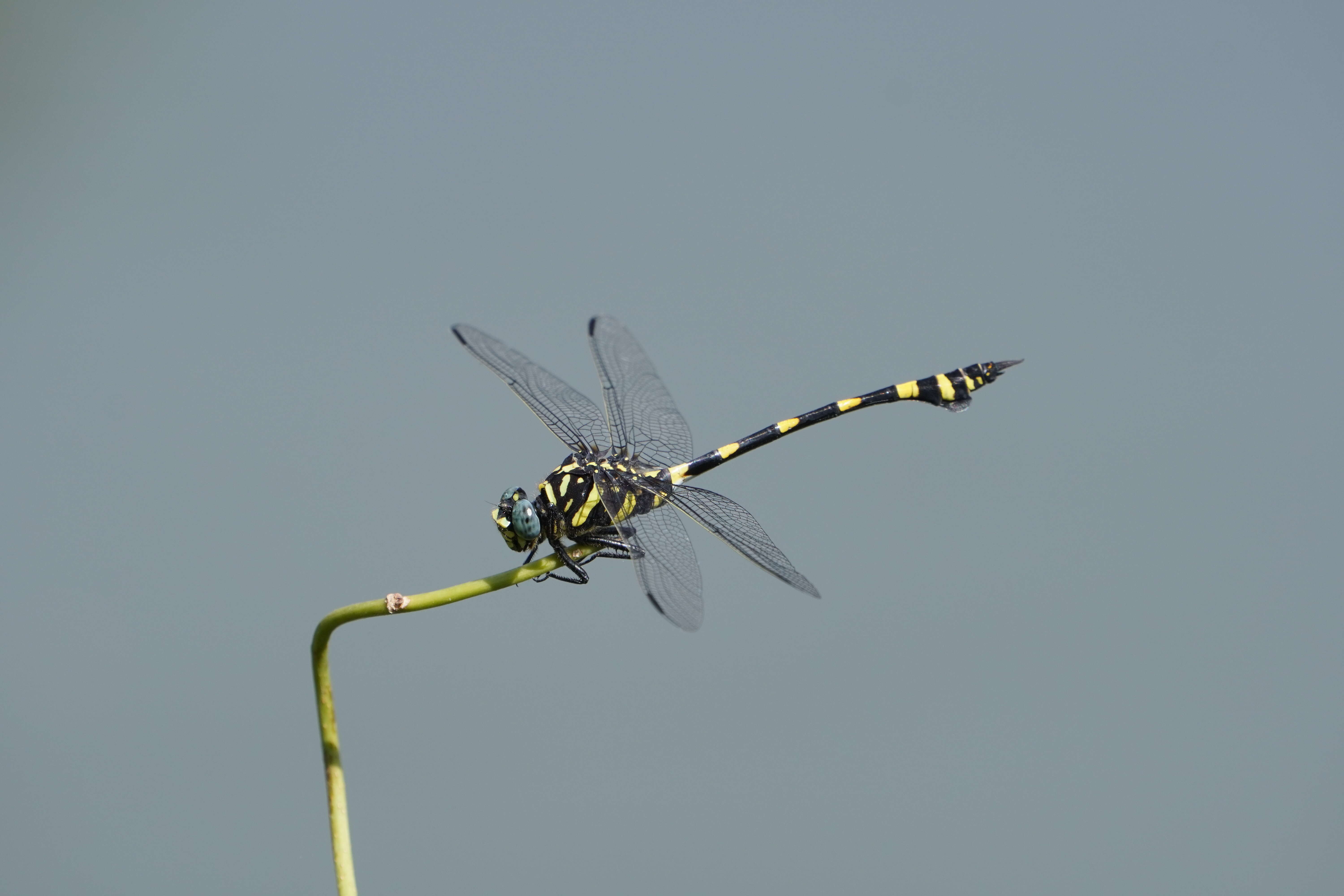 صورة Ictinogomphus rapax (Rambur 1842)