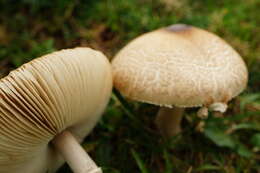 Image of Macrolepiota excoriata (Schaeff.) Wasser 1978