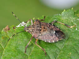 Image of Brown marmorated stink bug