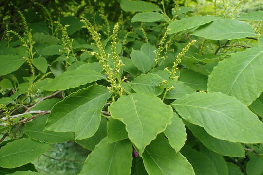 صورة Neoshirakia japonica (Siebold & Zucc.) Esser