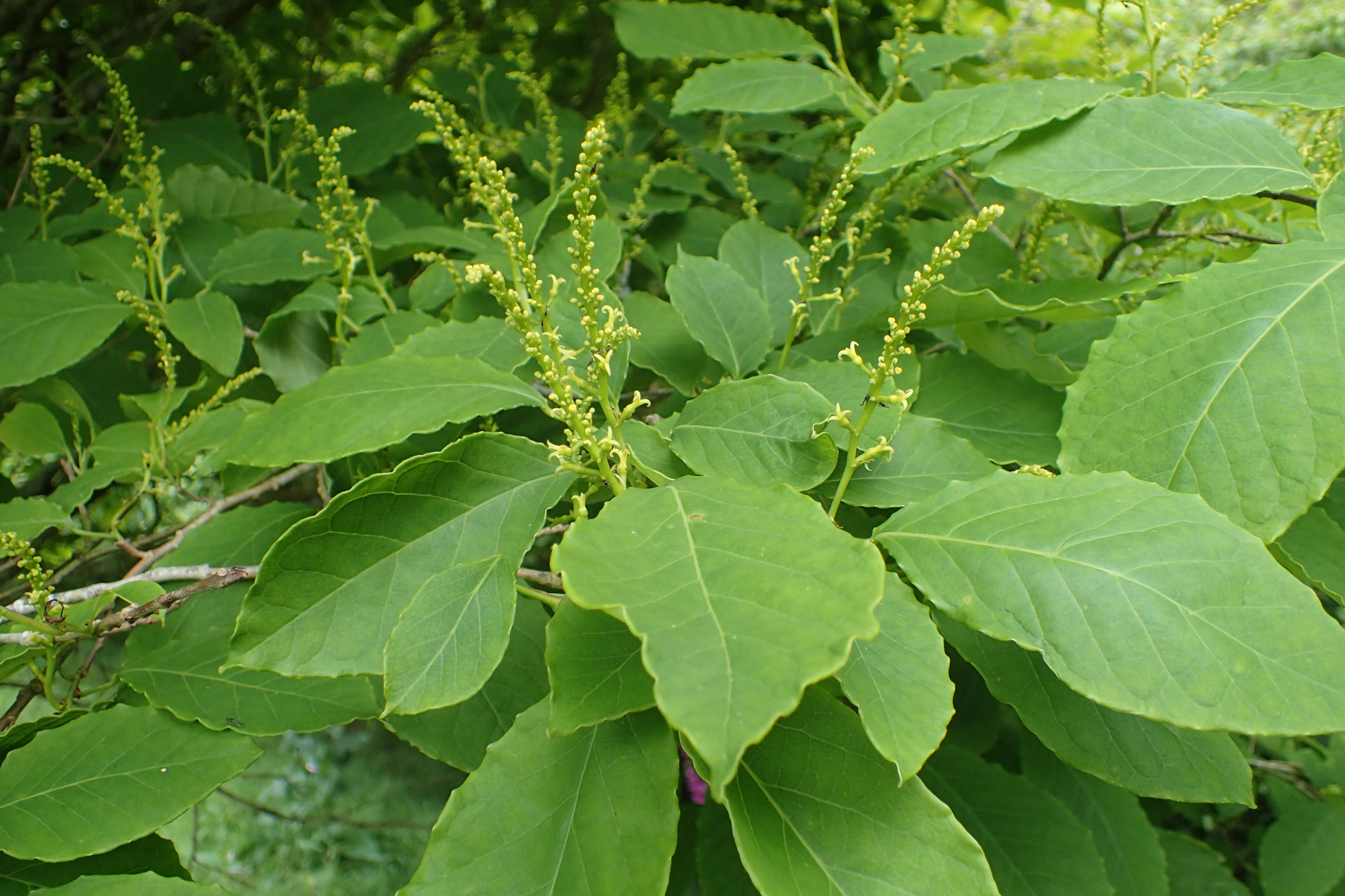 Image of Neoshirakia japonica (Siebold & Zucc.) Esser