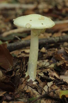 Image of Amanita citrina Pers. 1797