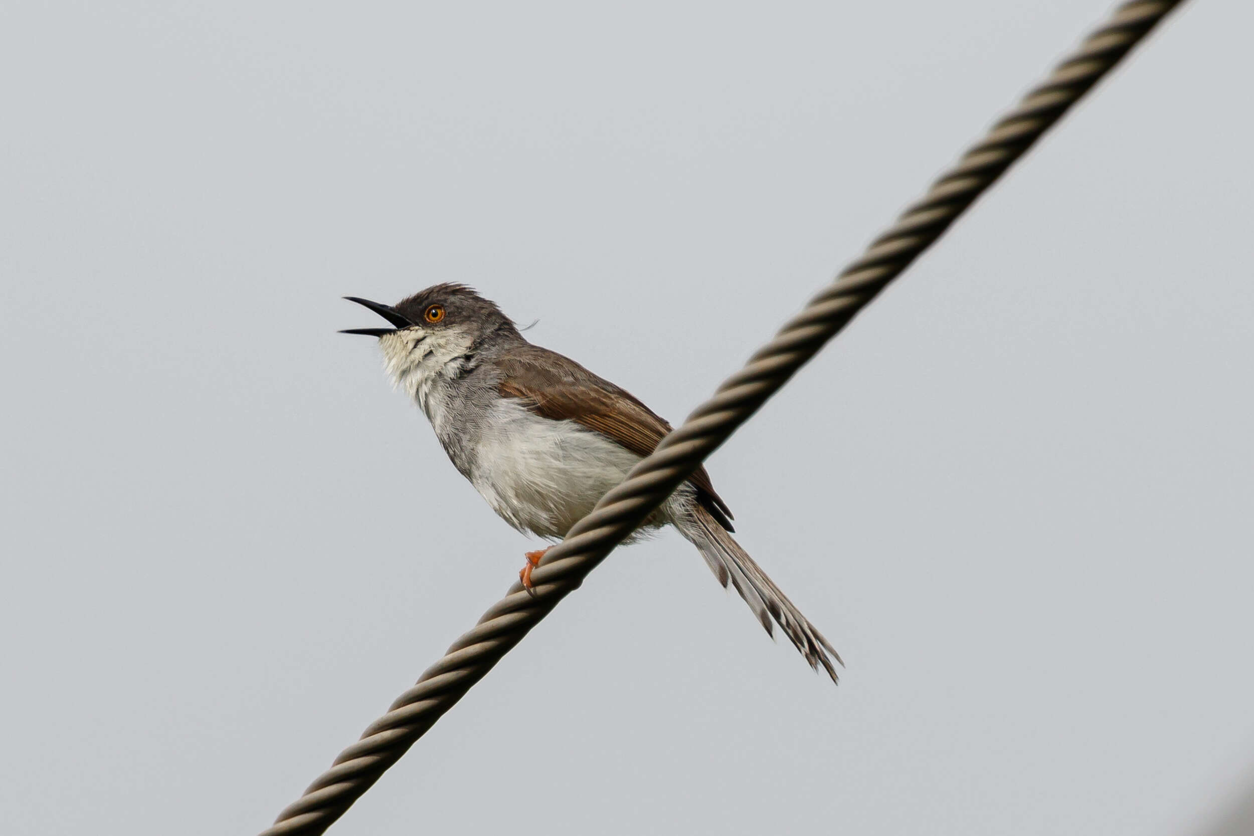 Image of Grey-breasted Prinia