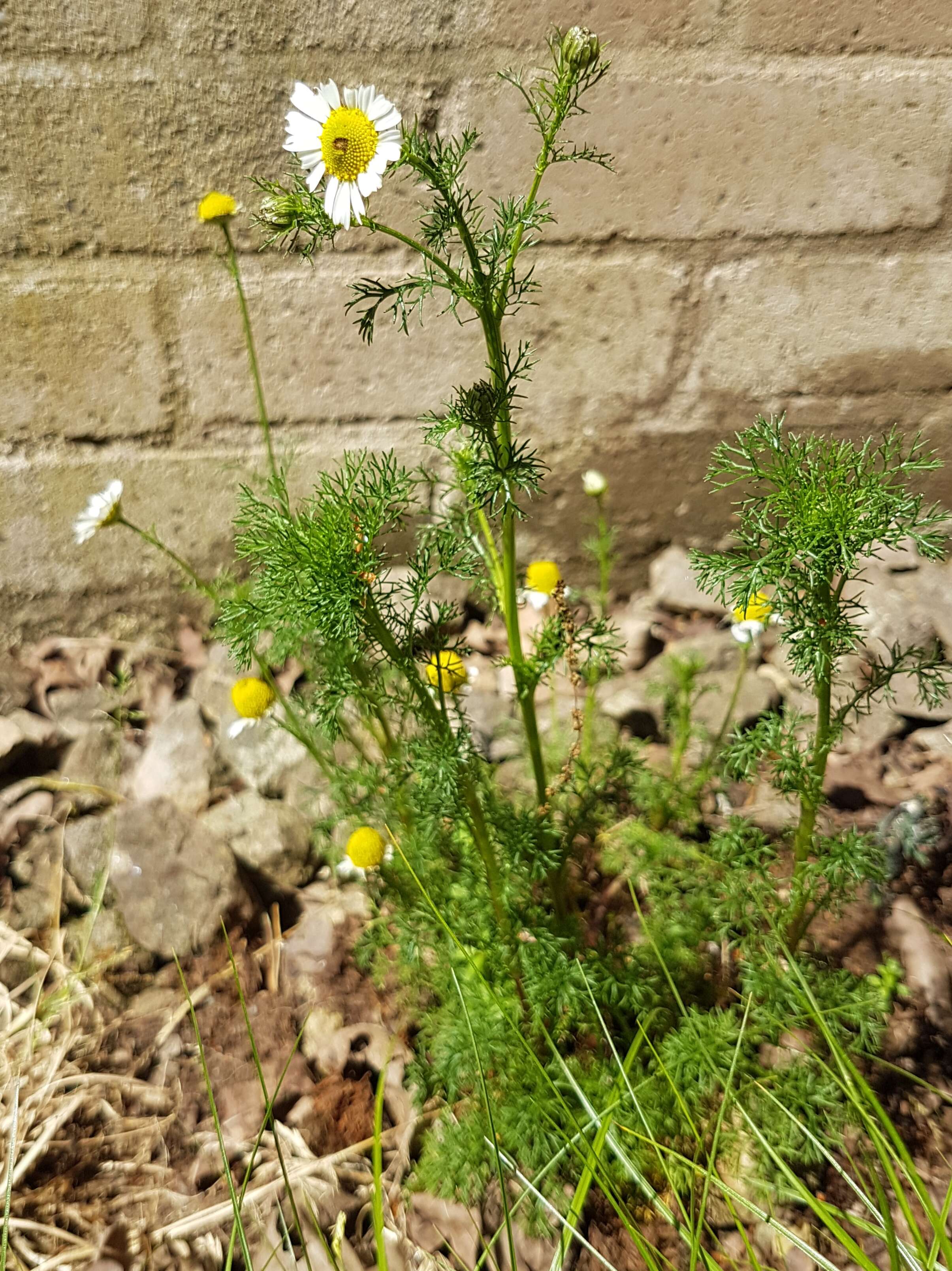 Imagem de Tripleurospermum inodorum (L.) Sch.-Bip