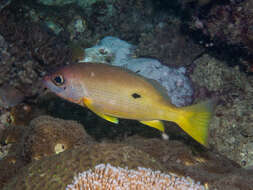 Image of Blackspot snapper