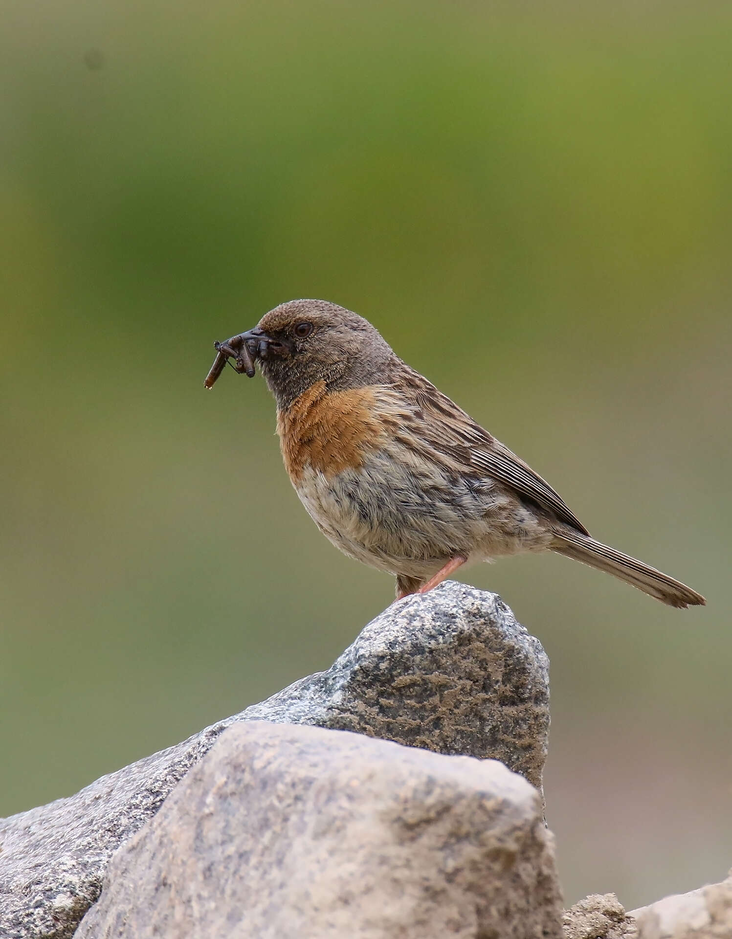 Imagem de Prunella rubeculoides (Moore & F 1854)