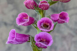 Imagem de Digitalis purpurea L.