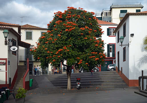 Image of African tulip tree