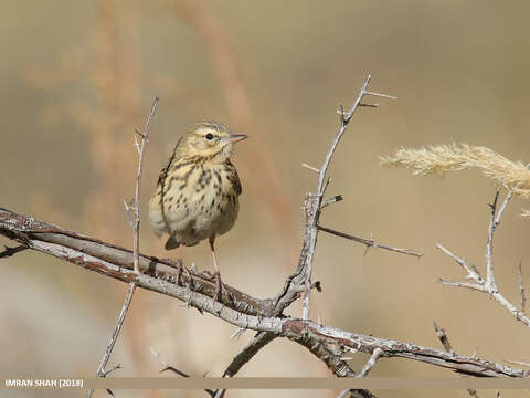 Image of Rosy Pipit