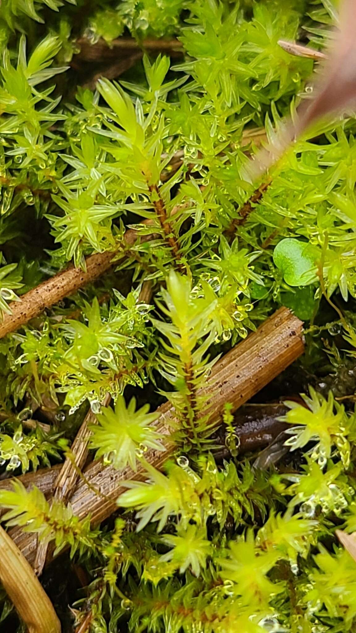Image of aulacomnium moss