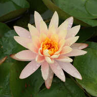 Image of waterlily