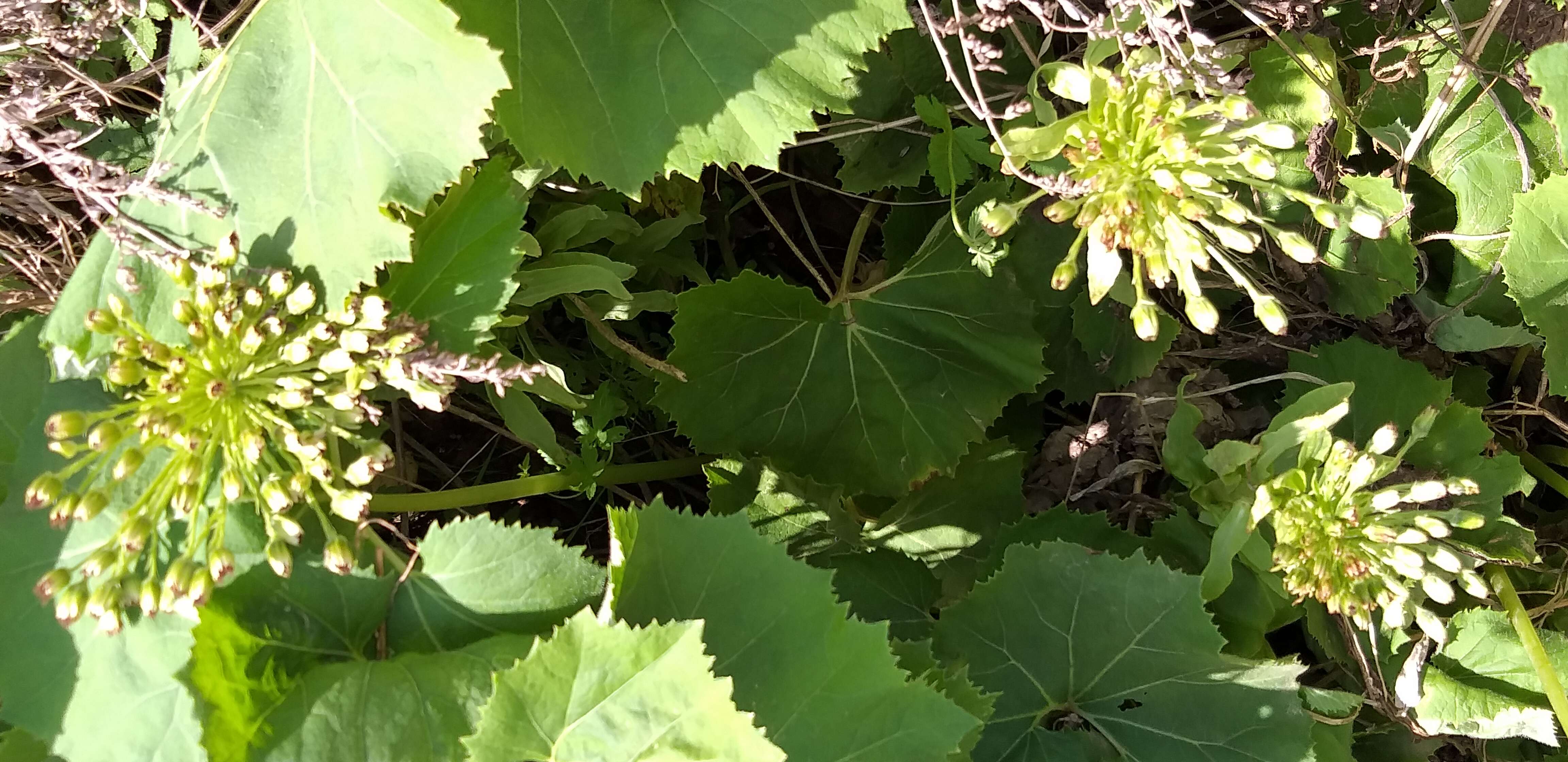 Image of Bog rhubarb