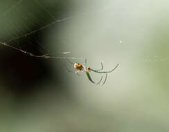 Image of Leucauge venusta (Walckenaer 1841)