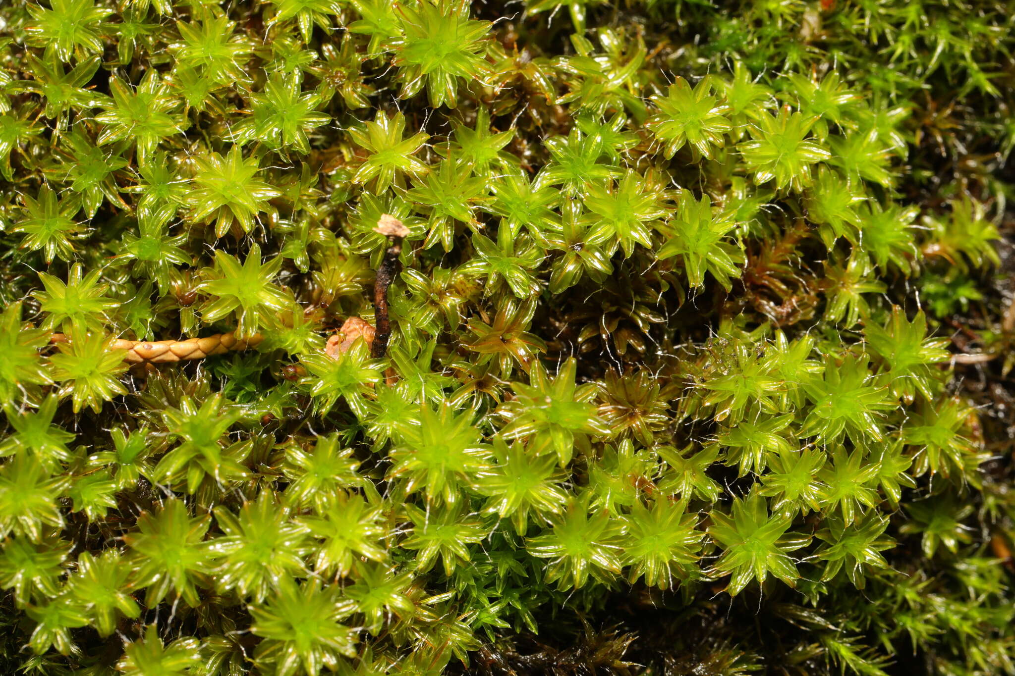 Image of great hairy screw-moss