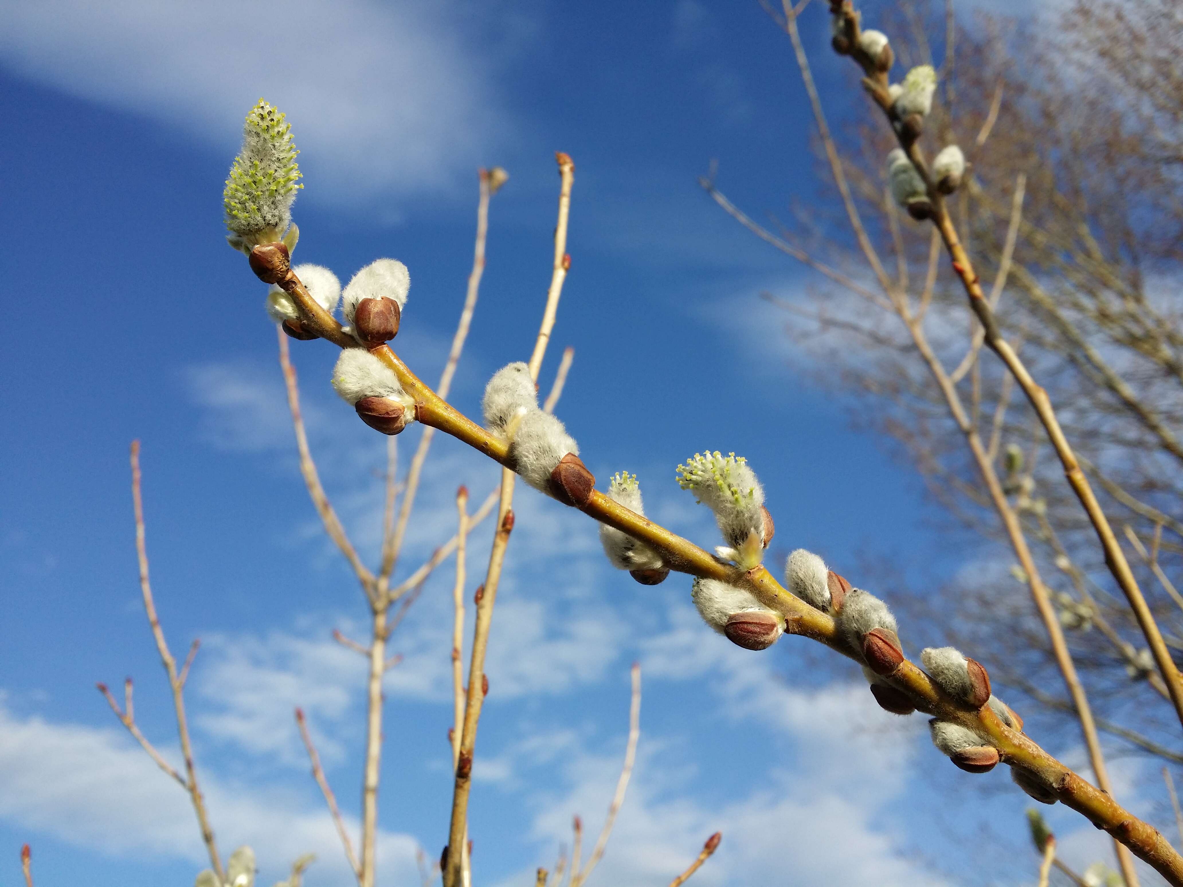 Imagem de Salix cinerea L.