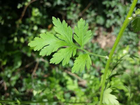 Image of feverfew