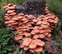 Imagem de Kuehneromyces mutabilis (Schaeff.) Singer & A. H. Sm. 1946