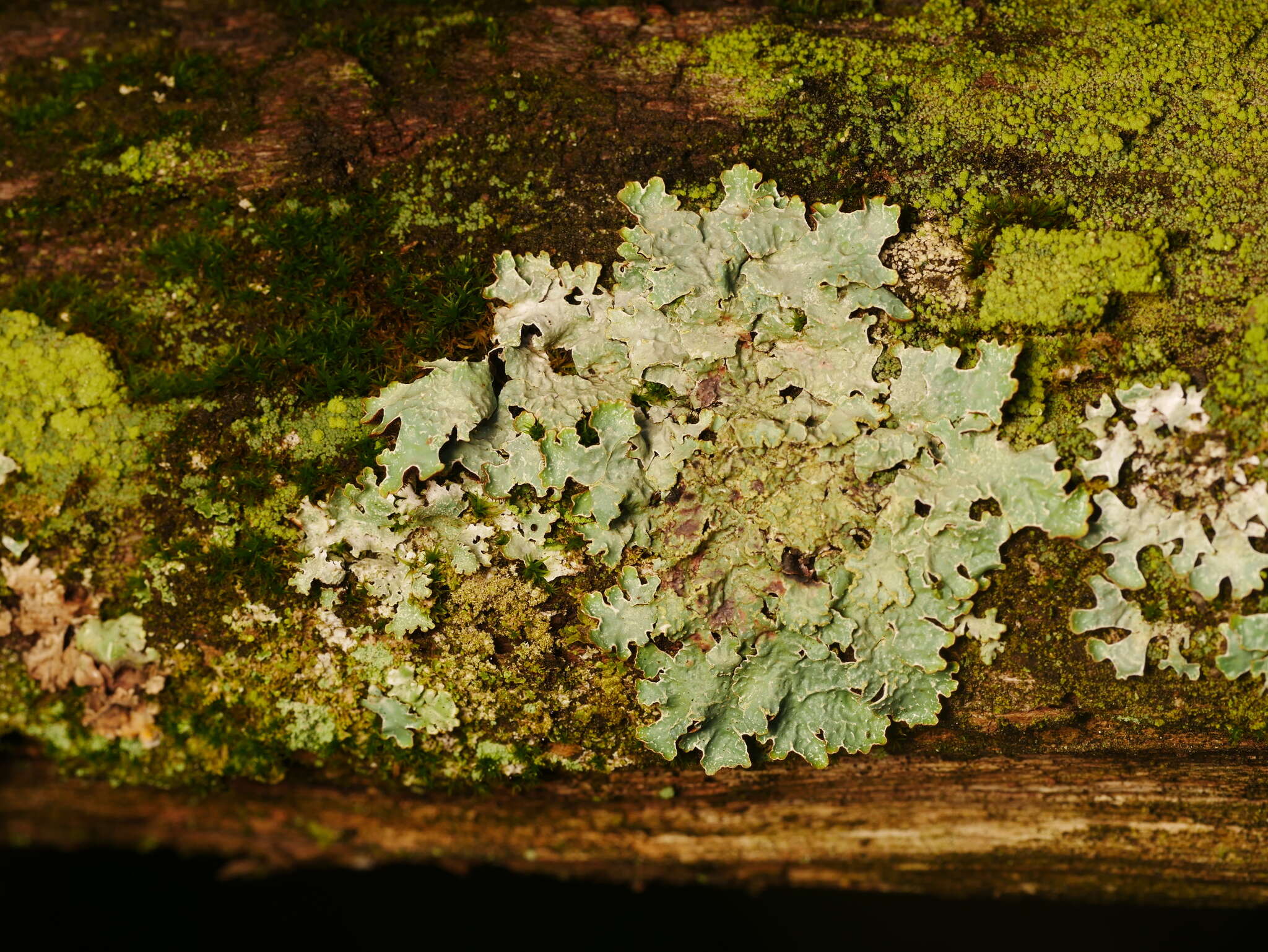 Image of Hammered shield lichen