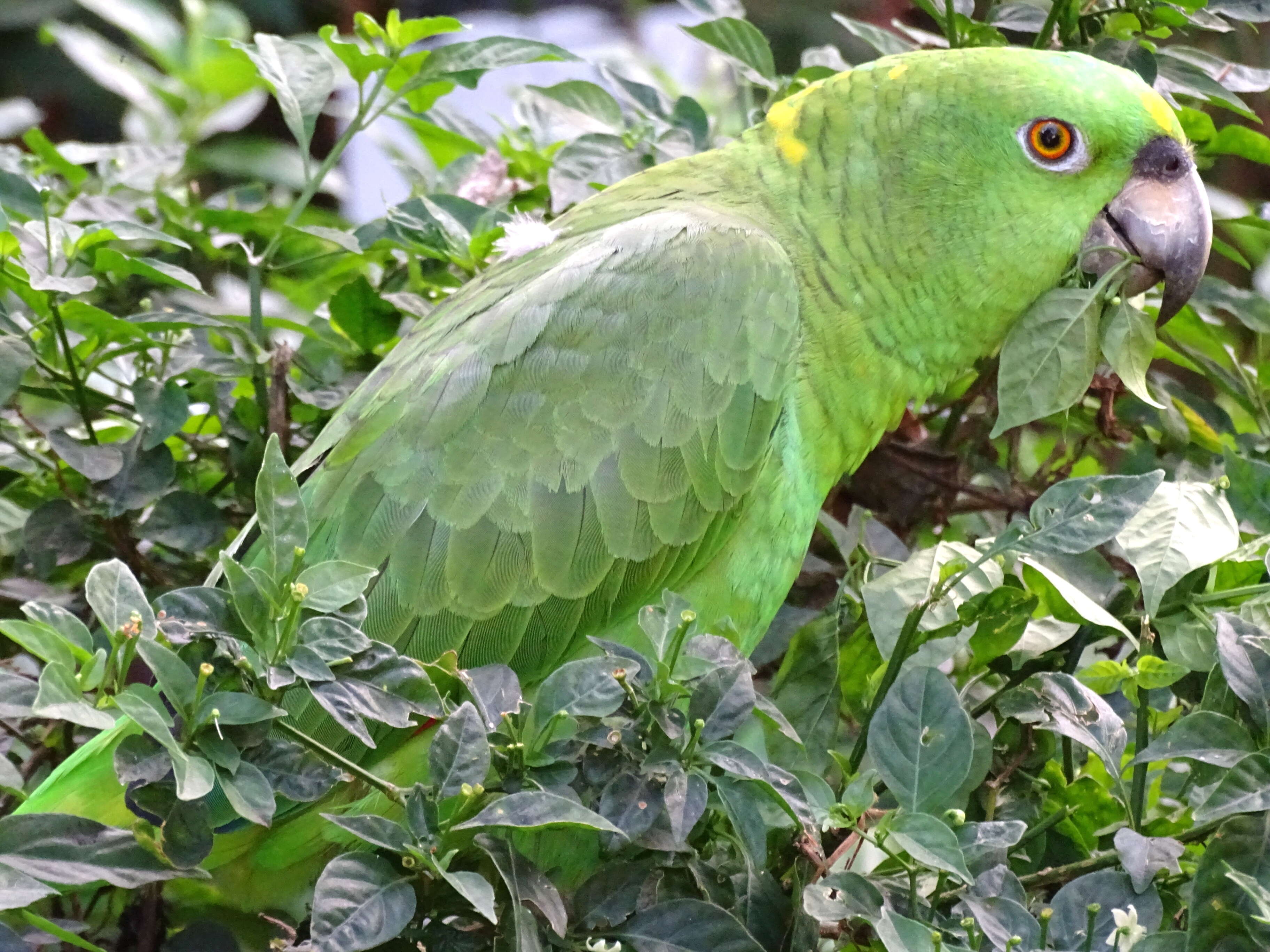 Image of Yellow-naped Amazon