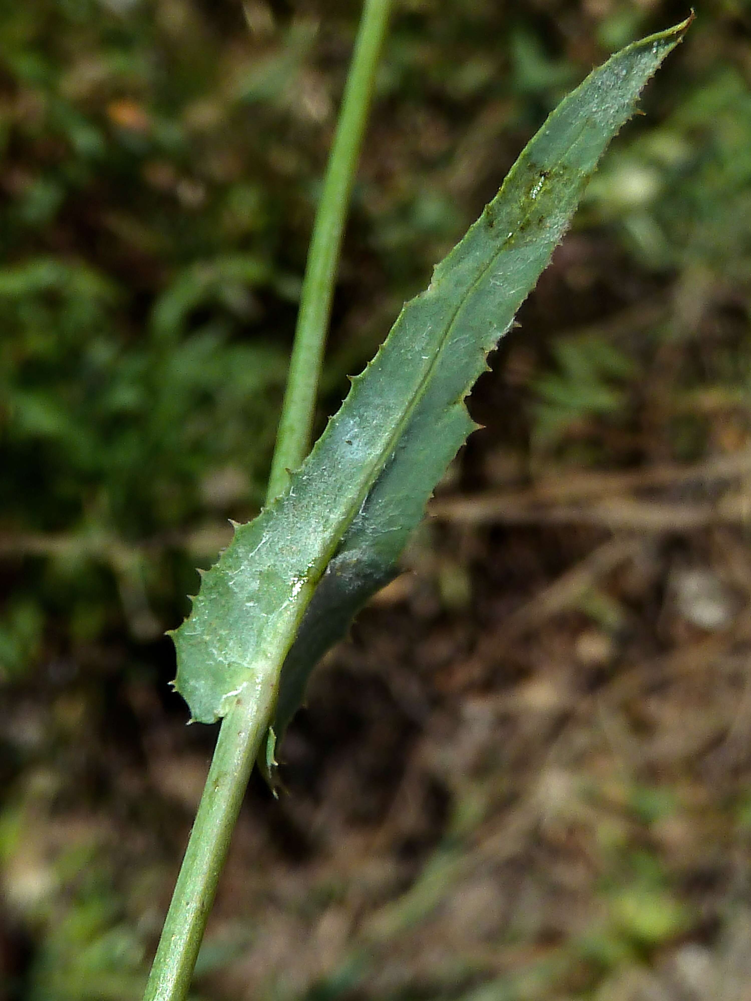 Image of False sowthistle