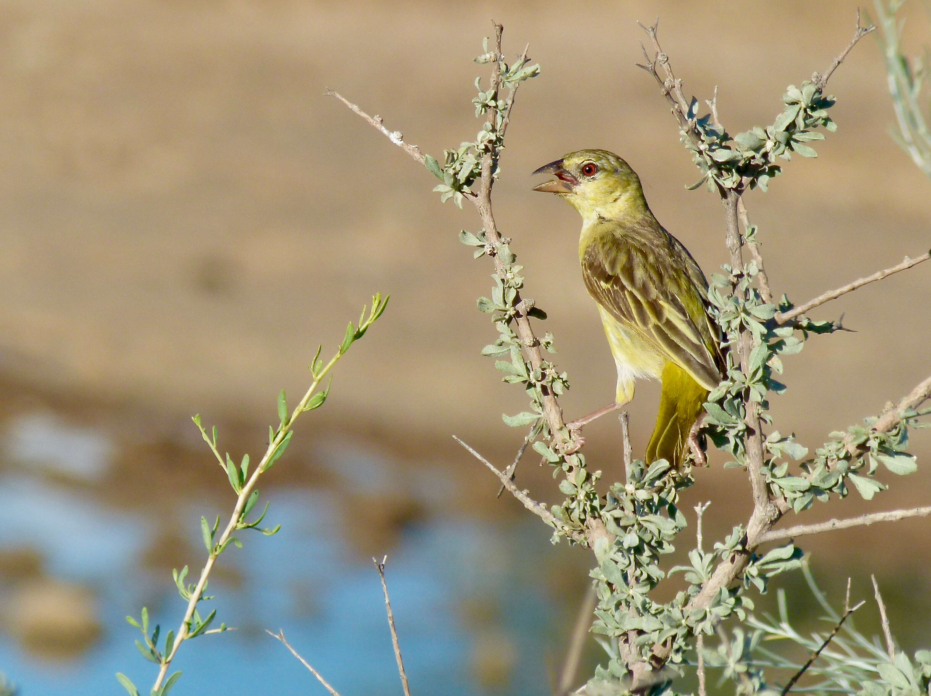 Image of African Masked Weaver