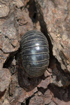 Image of Pill woodlouse