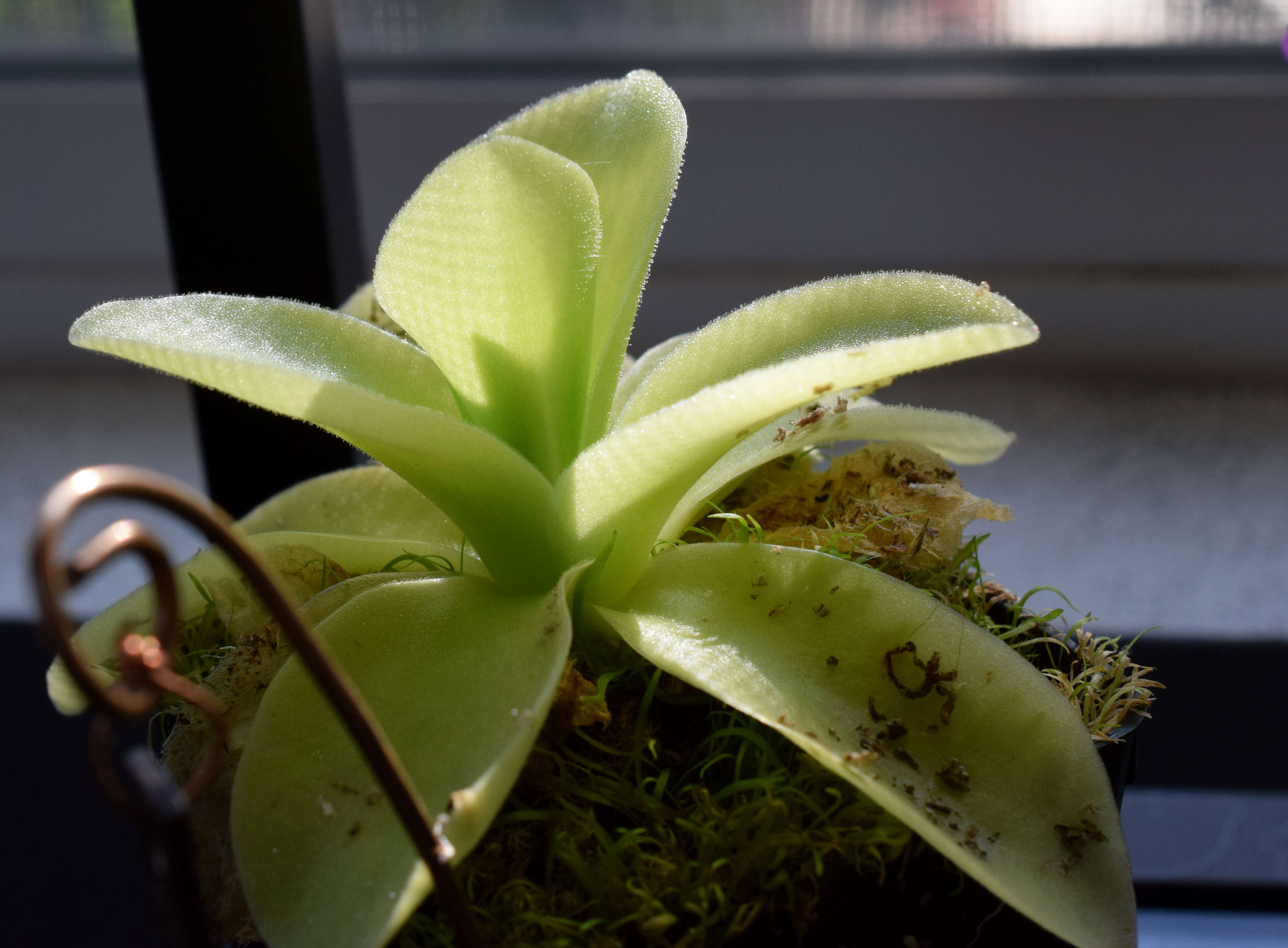 Imagem de Pinguicula esseriana B. Kirchner