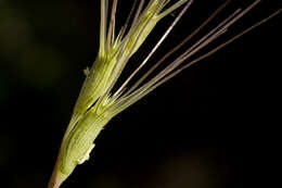 Image of barbed goatgrass