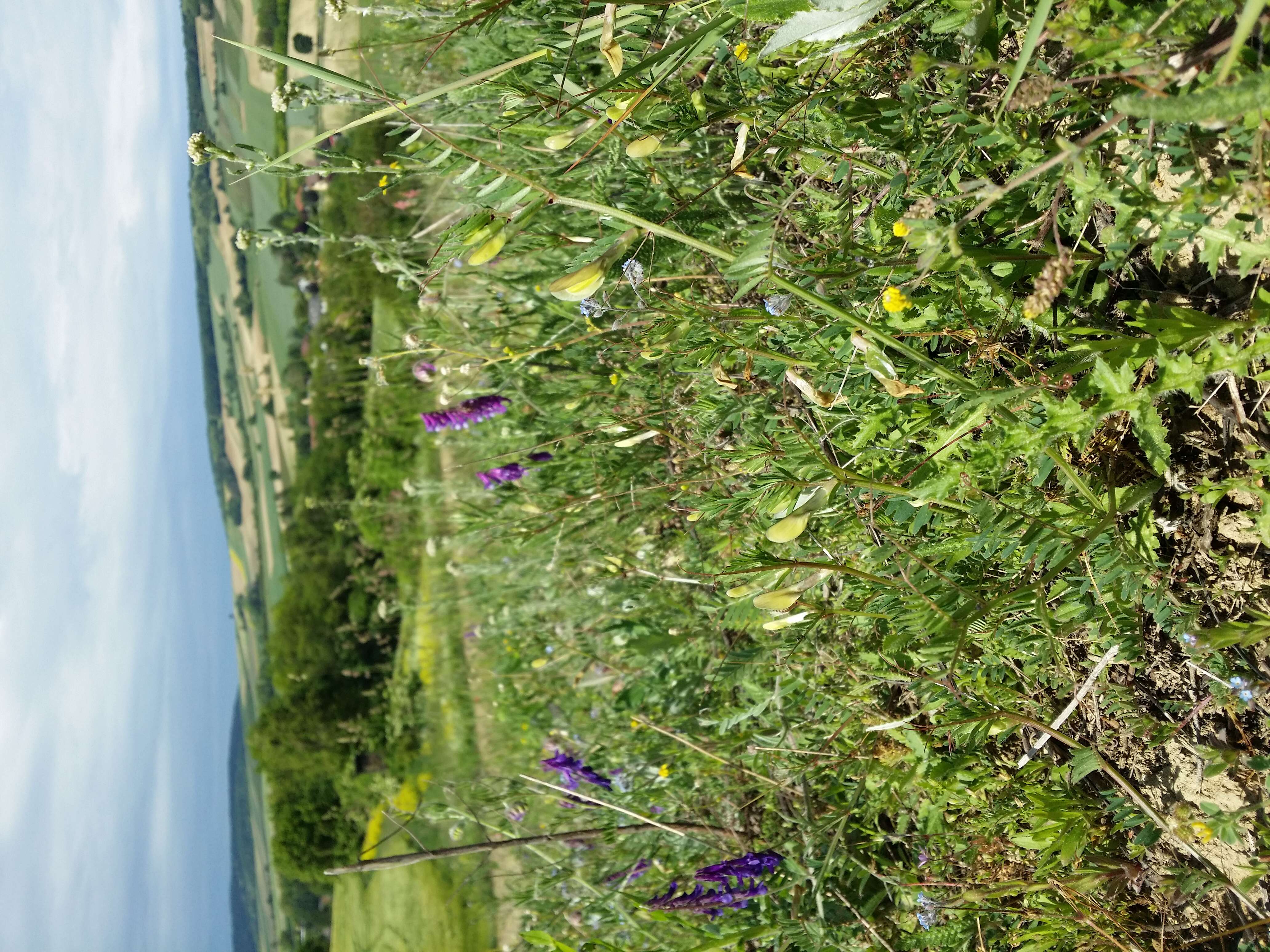 Image of smooth yellow vetch