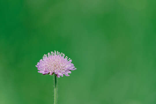 Image of Devil’s Bit Scabious