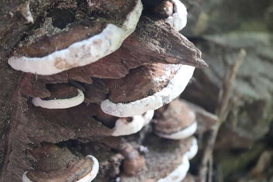 Image of Trametes gibbosa (Pers.) Fr. 1838