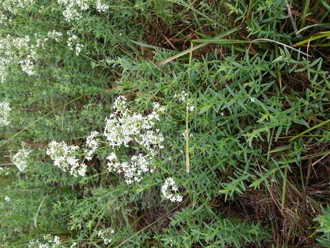 Imagem de Galium boreale L.